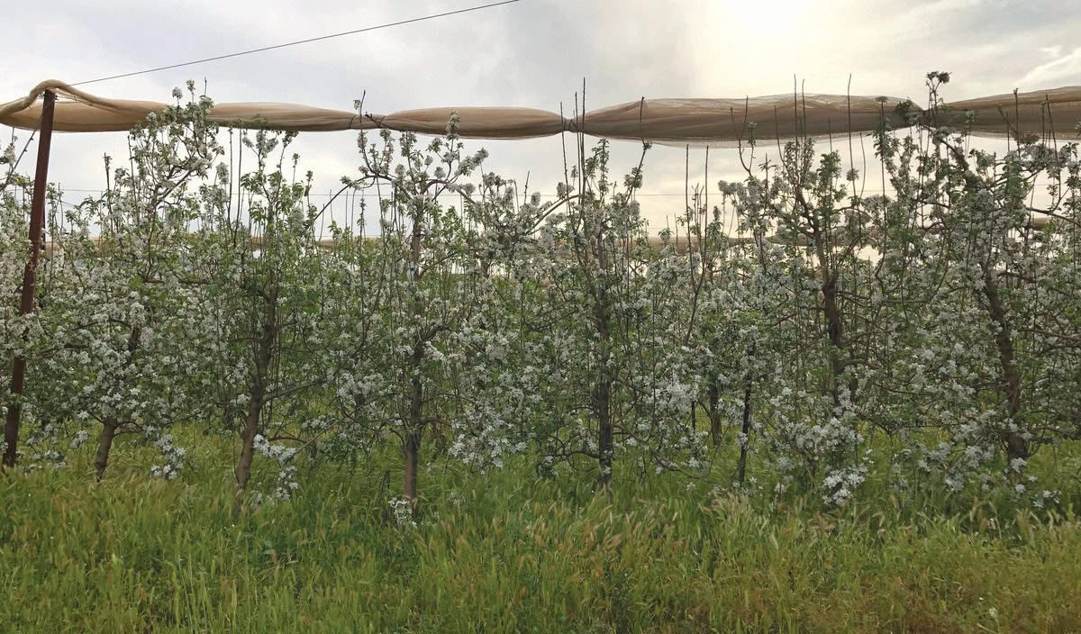 Orchards of Yiftah.