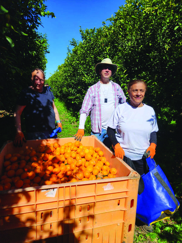 Picking clementines.