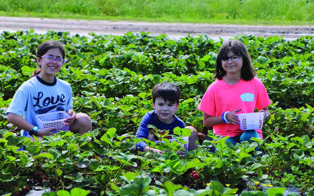 SIA students pick strawberries for ForKids