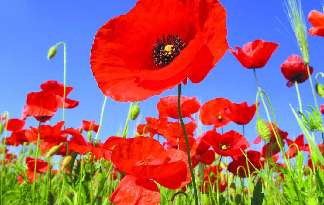 Poppies (Kalaniot): Proud and strong 