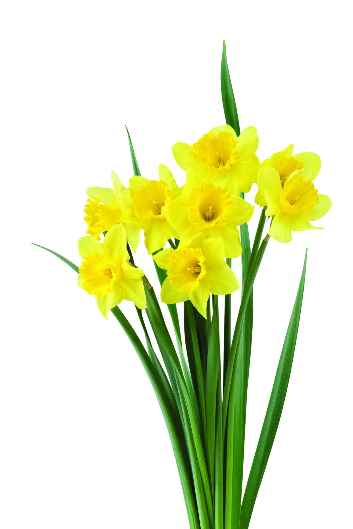 Bundle of daffodil flowers isolated on white